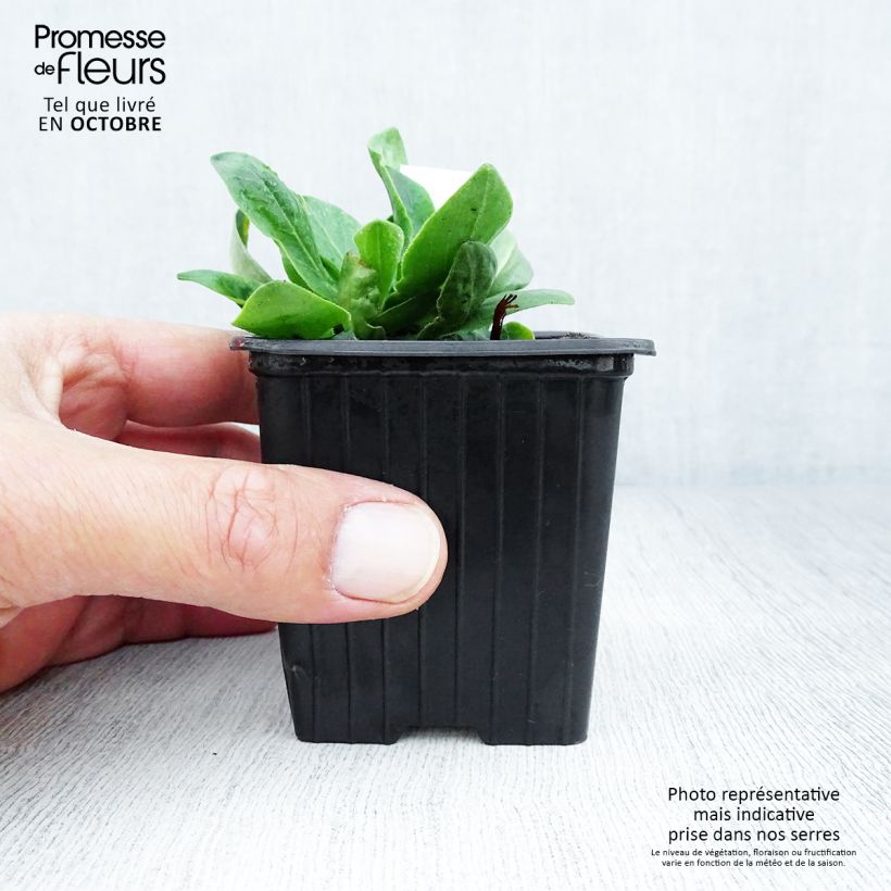 Amostra de Silene regia - Silene-real Vaso de 8/9 cm tal como entregue no outono