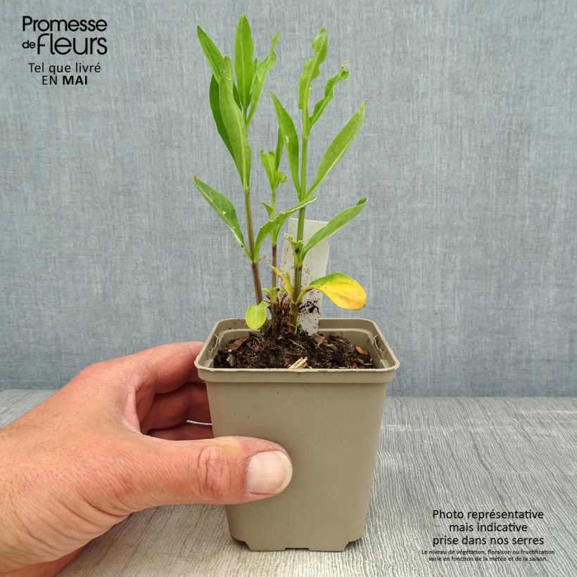 Amostra de Silene regia - Silene-real Vaso de 8/9 cm tal como entregue na primavera