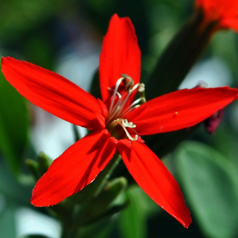 Silene regia - Silene-real (Floração)