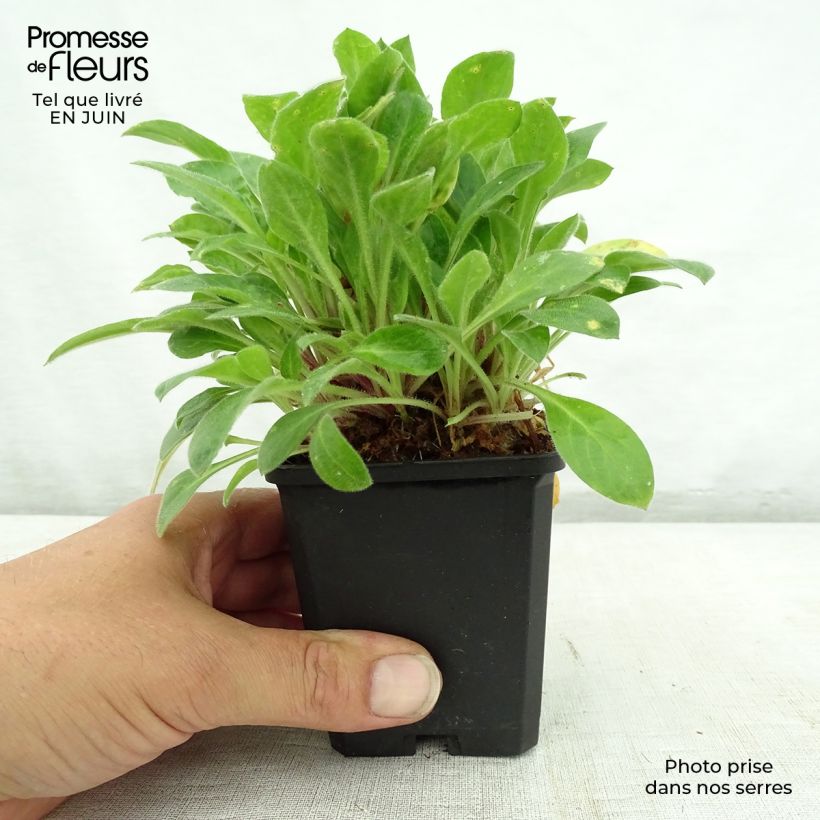 Amostra de Silene robotii Rollies Favorite Vaso de 7/8 cm tal como entregue no verão
