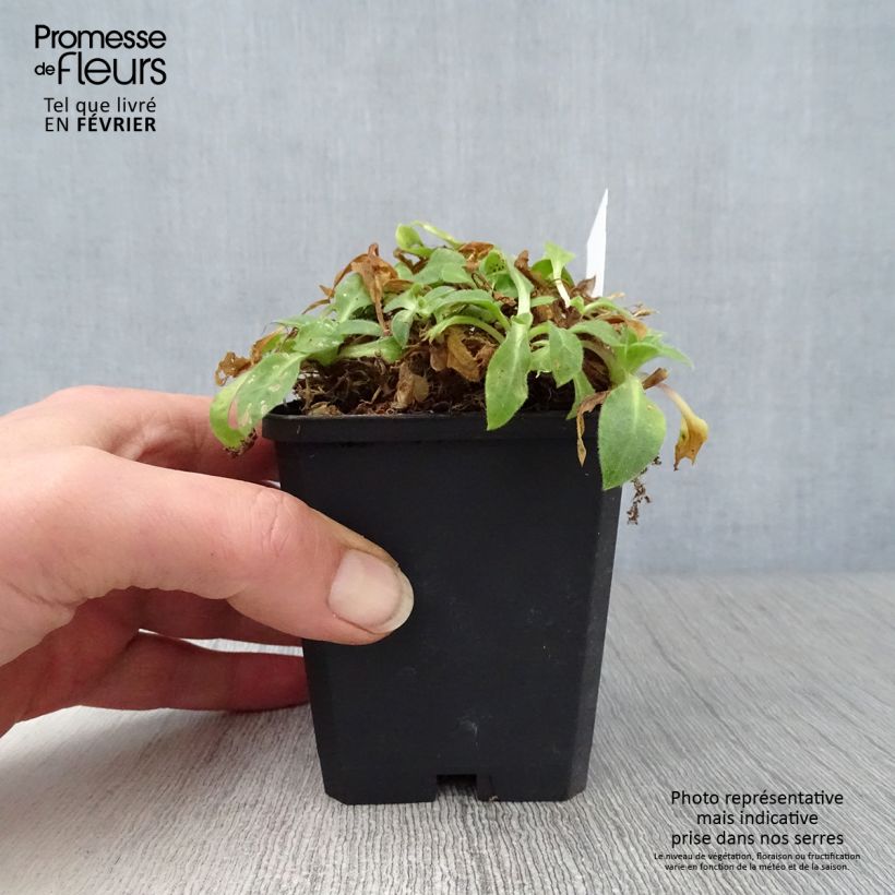 Amostra de Silène rub. Rollies Favorite - Silene robotii Vaso de 7/8 cm tal como entregue no inverno