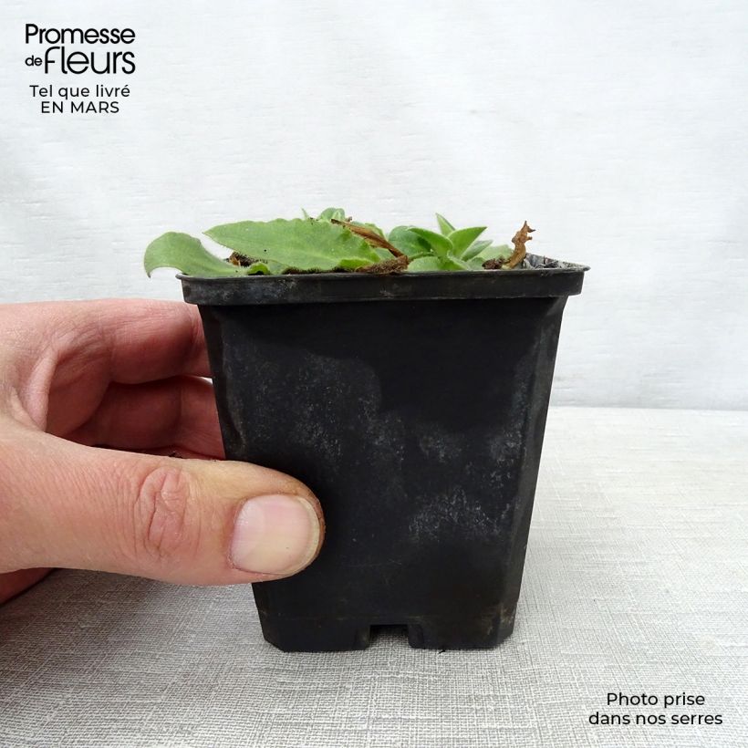 Amostra de Silene robotii Rollies Favorite Vaso de 7/8 cm tal como entregue na primavera