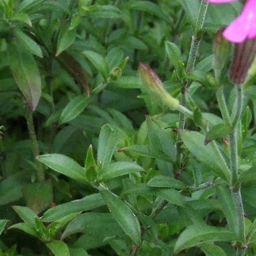 Silene schafta (Folhagem)