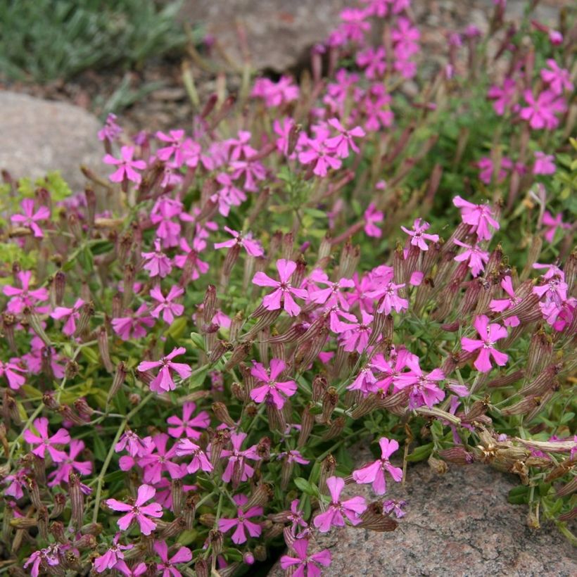 Silene schafta (Hábito)