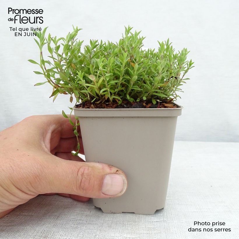 Amostra de Silene schafta Vaso de 8/9 cm tal como entregue no verão