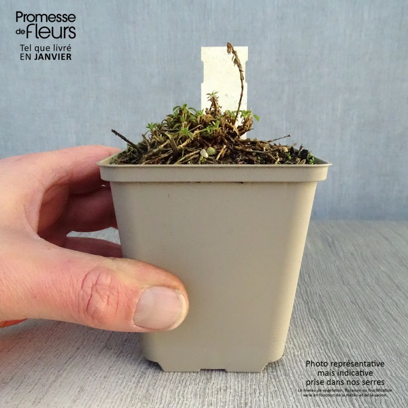 Amostra de Silène schafta Vaso de 8/9 cm tal como entregue no inverno