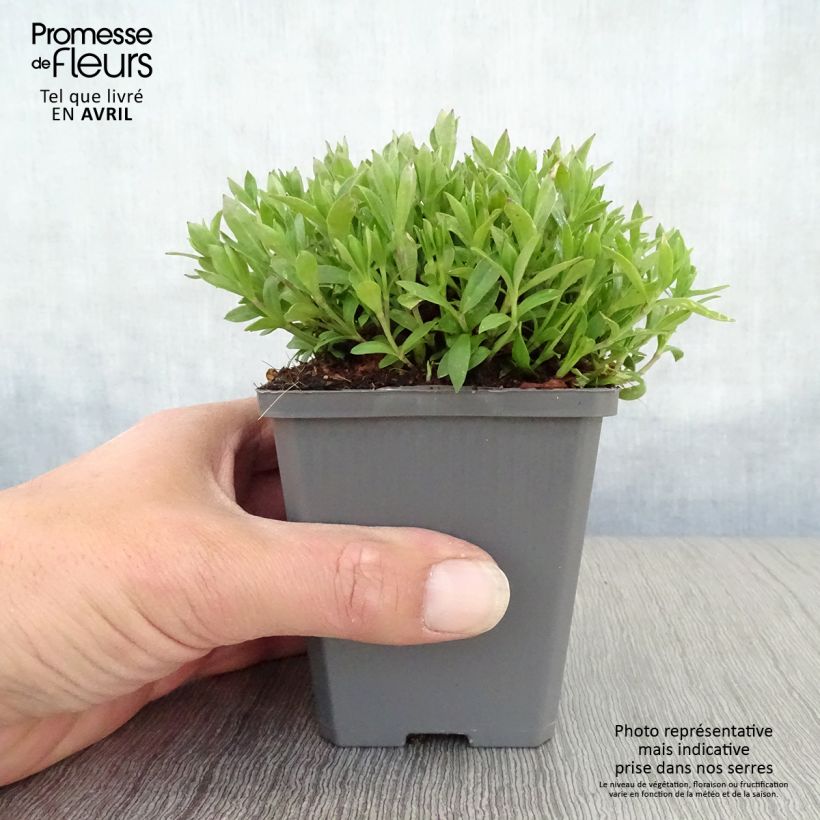 Amostra de Silene schafta Vaso de 8/9 cm tal como entregue na primavera