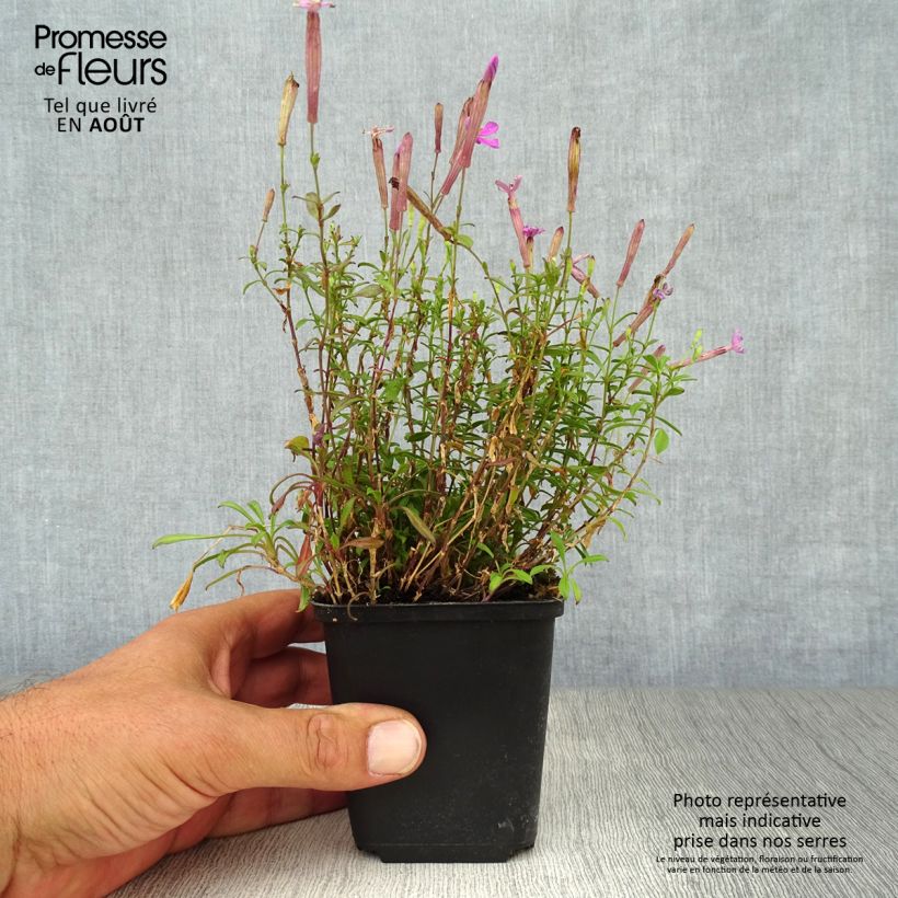 Amostra de Silene schafta Splendens Vaso de 8/9 cm tal como entregue no verão