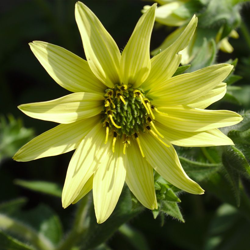 Silphium mohrii (Floração)