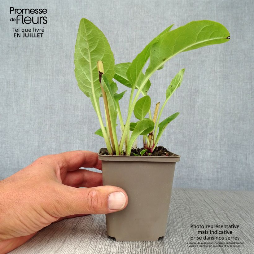 Amostra de Silphium perfoliatum Vaso de 8/9 cm tal como entregue no verão