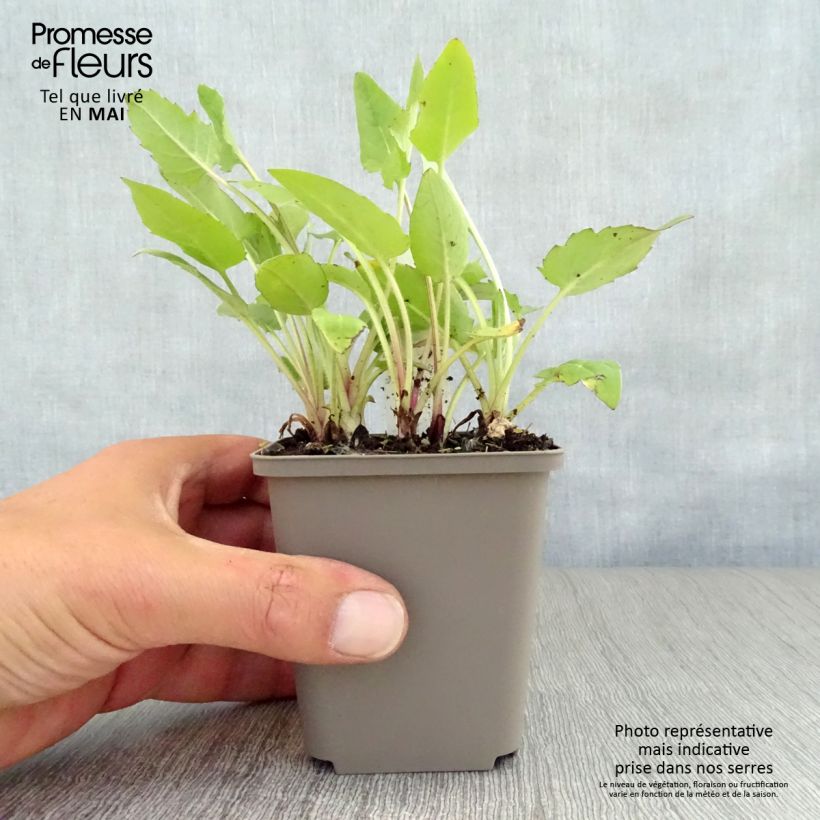 Amostra de Silphium perfoliatum Vaso de 8/9 cm tal como entregue na primavera