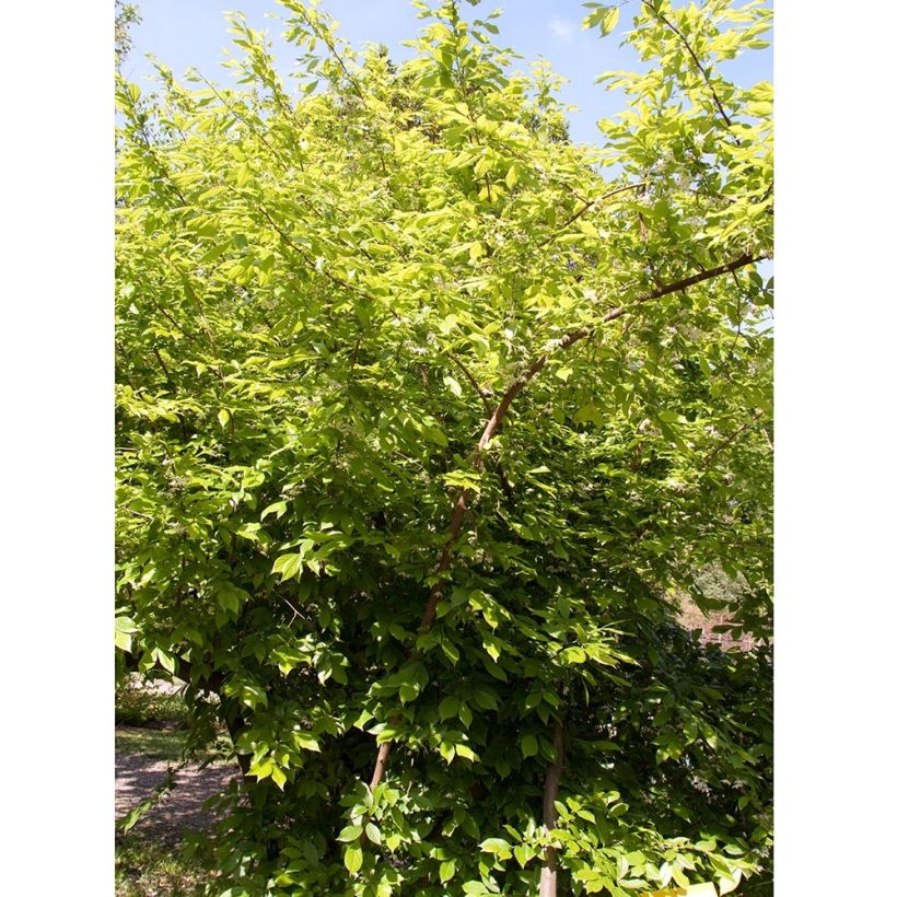 Sinojackia xylocarpa (Hábito)