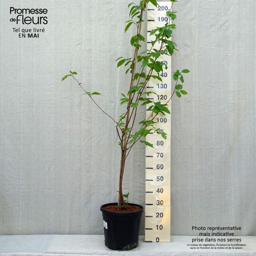 Amostra de Sinojackia xylocarpa - Jaquier de Chine Pot de 6L/7L tal como entregue na primavera