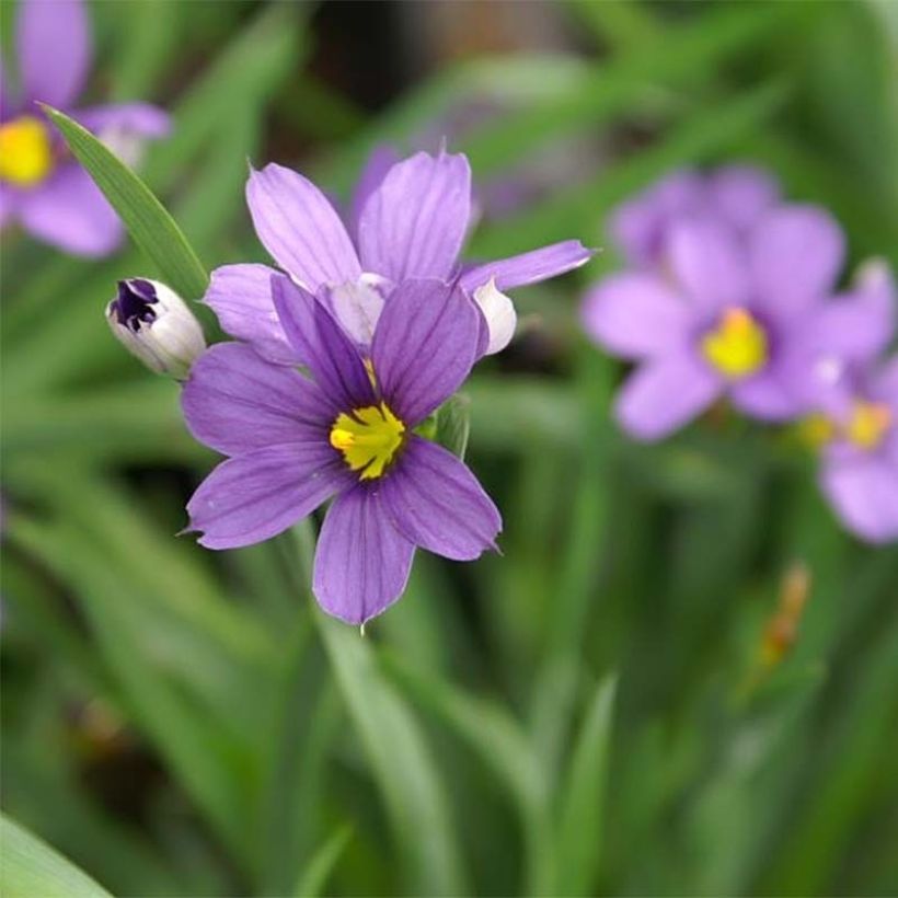 Sisyrinchium angustifolium Lucerne (Floração)