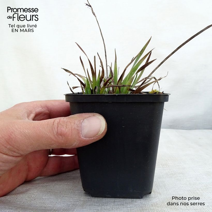 Amostra de Sisyrinchium Lucerne - Bermudienne hybride Godet de 8/9 cm tal como entregue no inverno