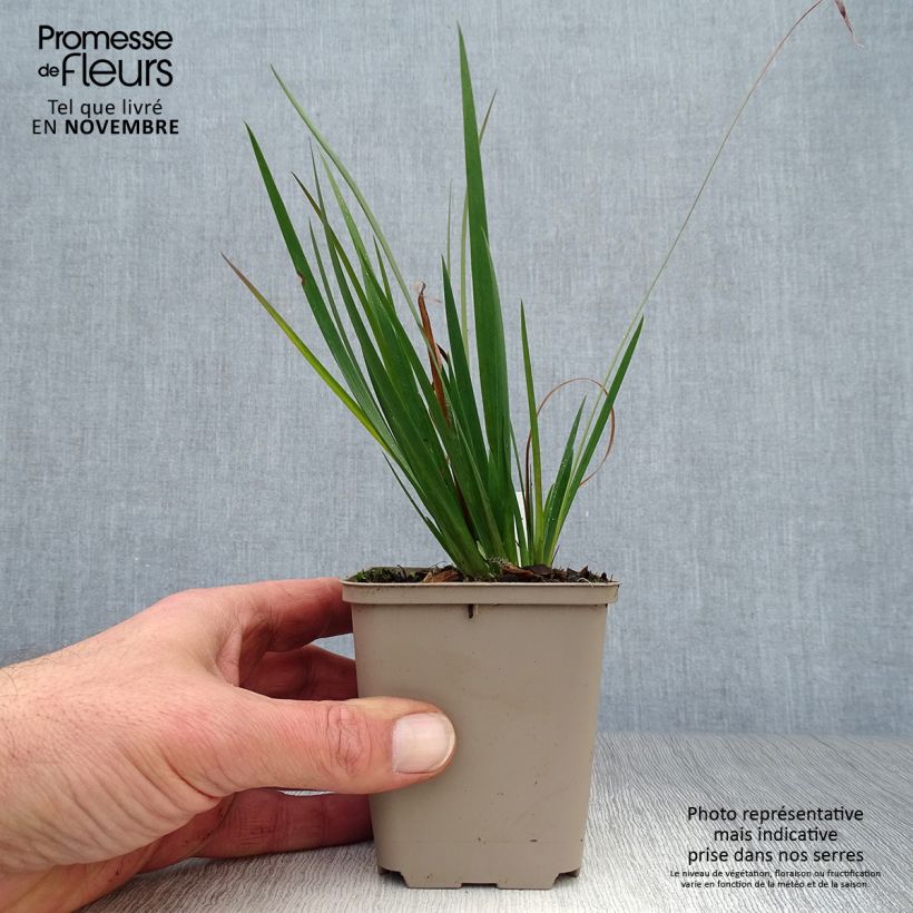 Amostra de Sisyrinchium angustifolium Lucerne Vaso de 8/9 cm tal como entregue no outono