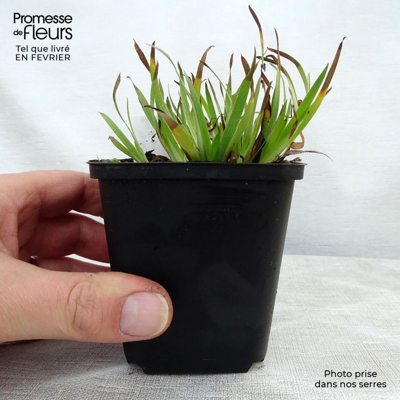 Amostra de Sisyrinchium angustifolium Devon Skies Vaso de 8/9 cm tal como entregue no inverno