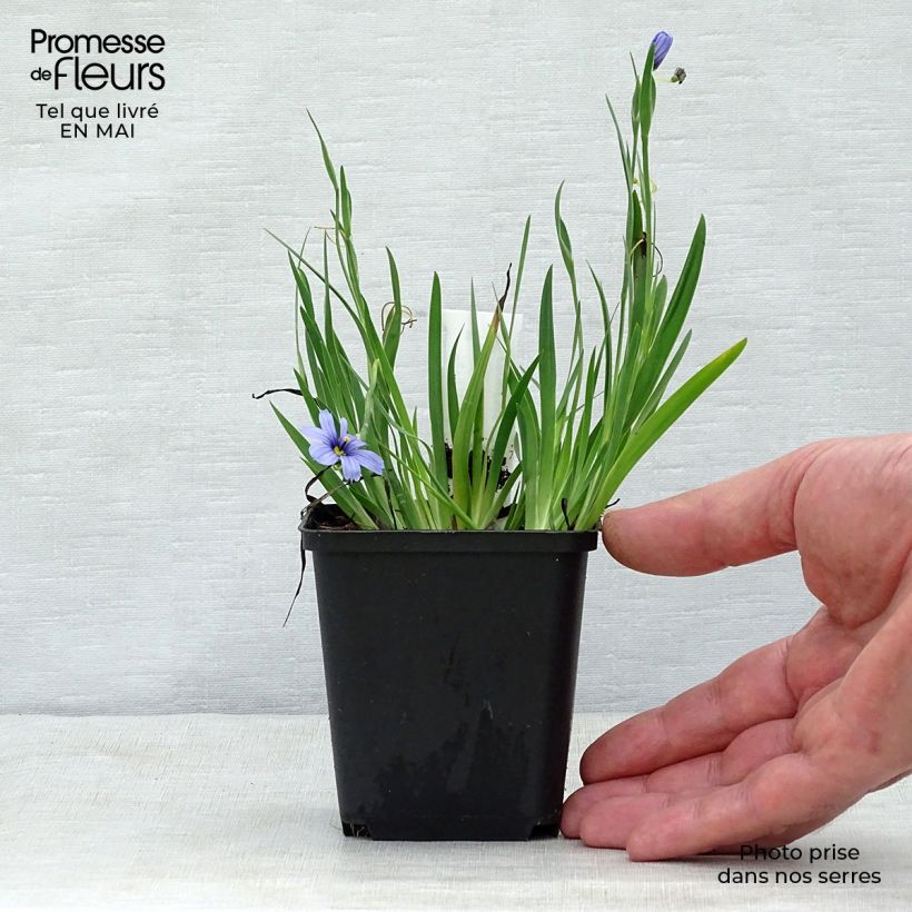 Amostra de Sisyrinchium angustifolium Devon Skies Vaso de 8/9 cm tal como entregue na primavera