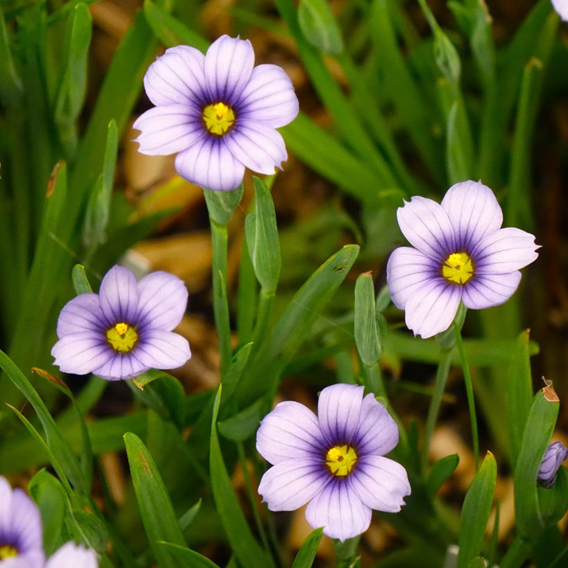 Sisyrinchium angustifolium Devon Skies (Floração)