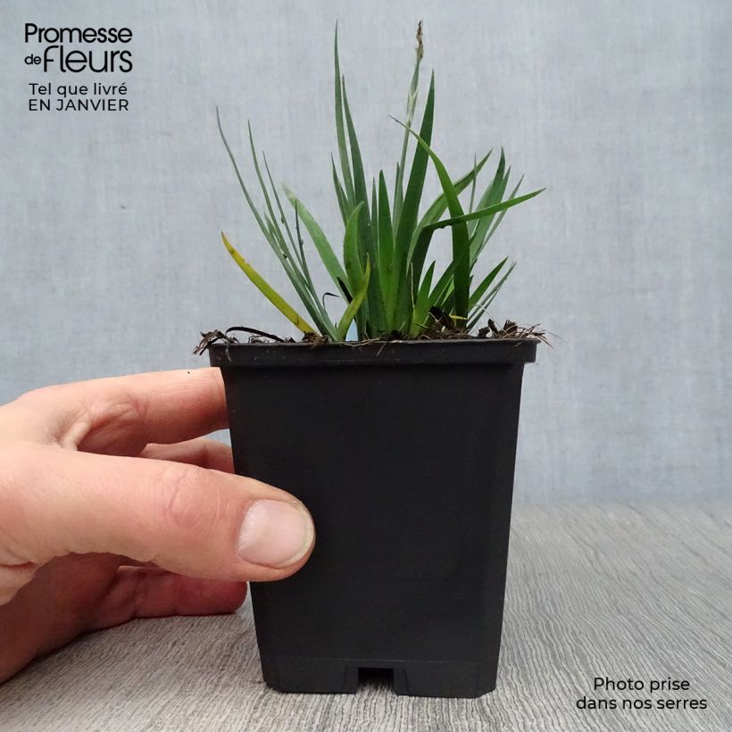 Amostra de Sisyrinchium bellum  Vaso de 8/9 cm tal como entregue no inverno