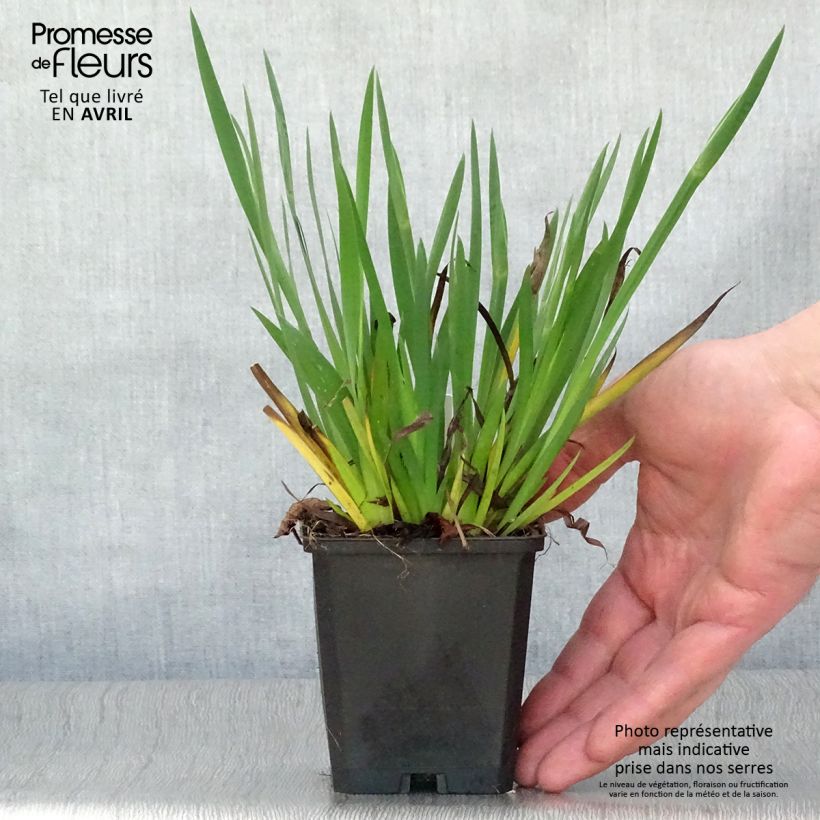 Amostra de Sisyrinchium bellum Vaso de 8/9 cm tal como entregue na primavera