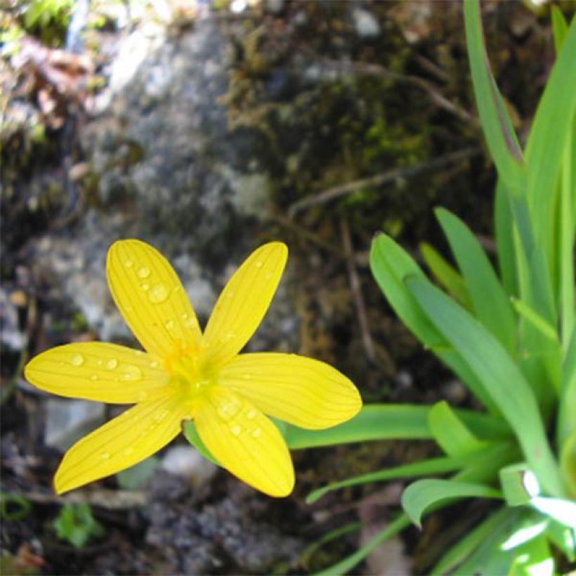 Sisyrinchium californicum (Floração)