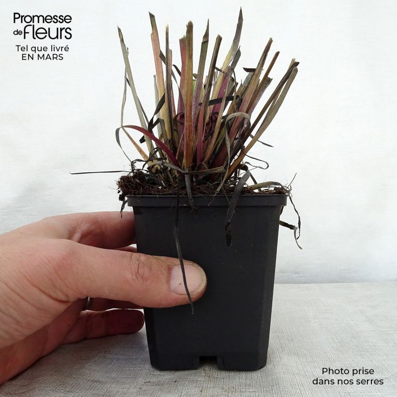 Amostra de Sisyrinchium californicum Vaso de 8/9 cm tal como entregue na primavera