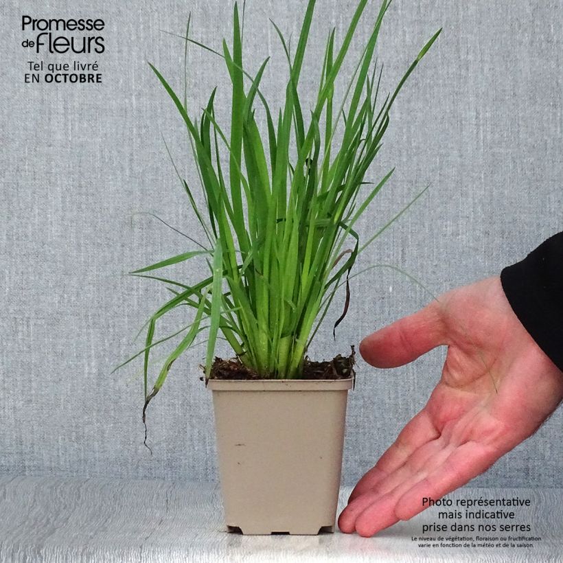 Amostra de Sisyrinchium californicum Vaso de 8/9 cm tal como entregue no outono