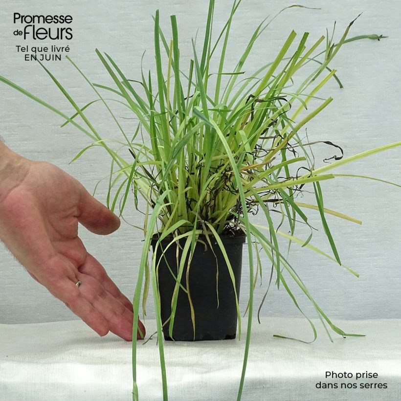 Amostra de Sisyrinchium californicum Vaso de 8/9 cm tal como entregue no verão