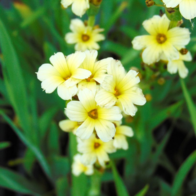 Sisyrinchium striatum (Floração)