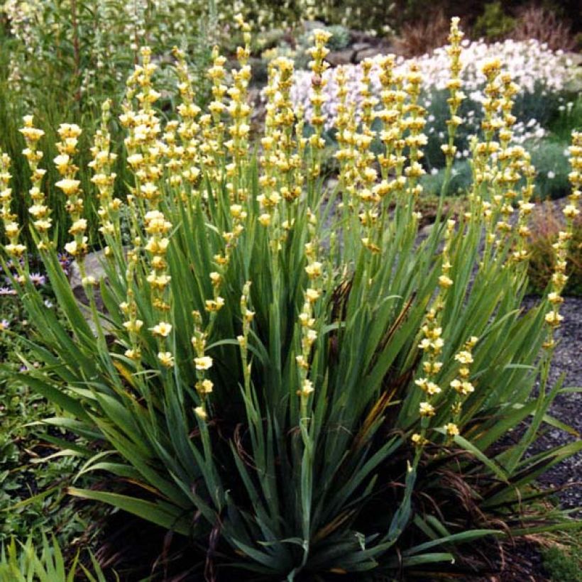 Sisyrinchium striatum (Hábito)