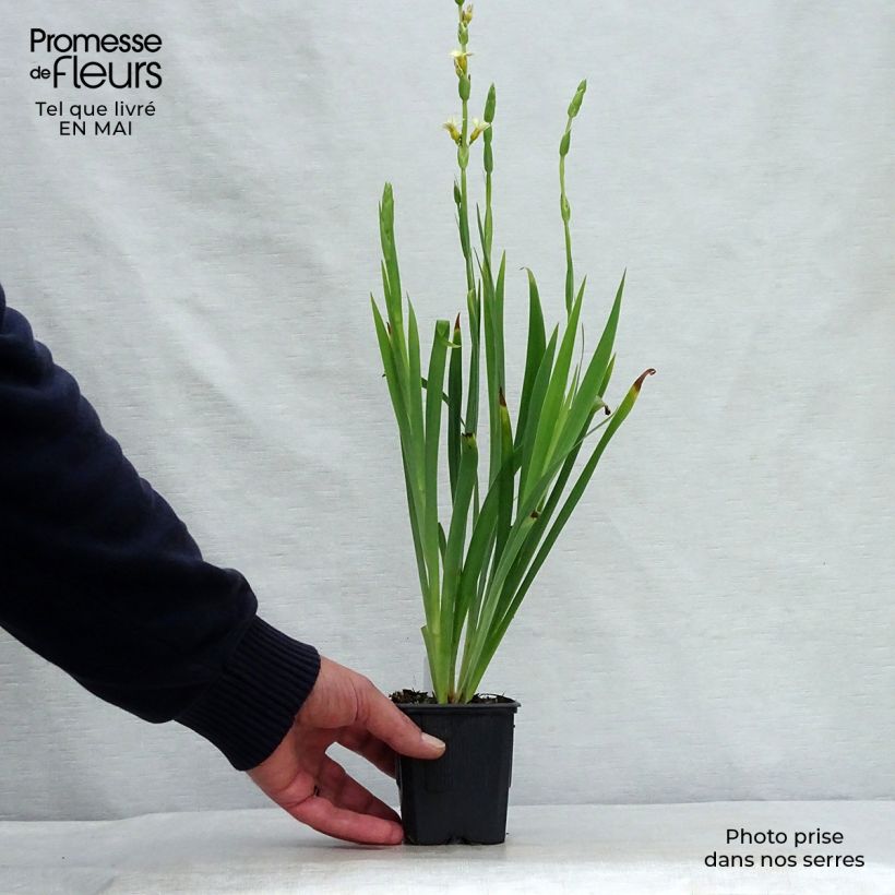 Amostra de Sisyrinchium striatum Vaso de 8/9 cm tal como entregue na primavera