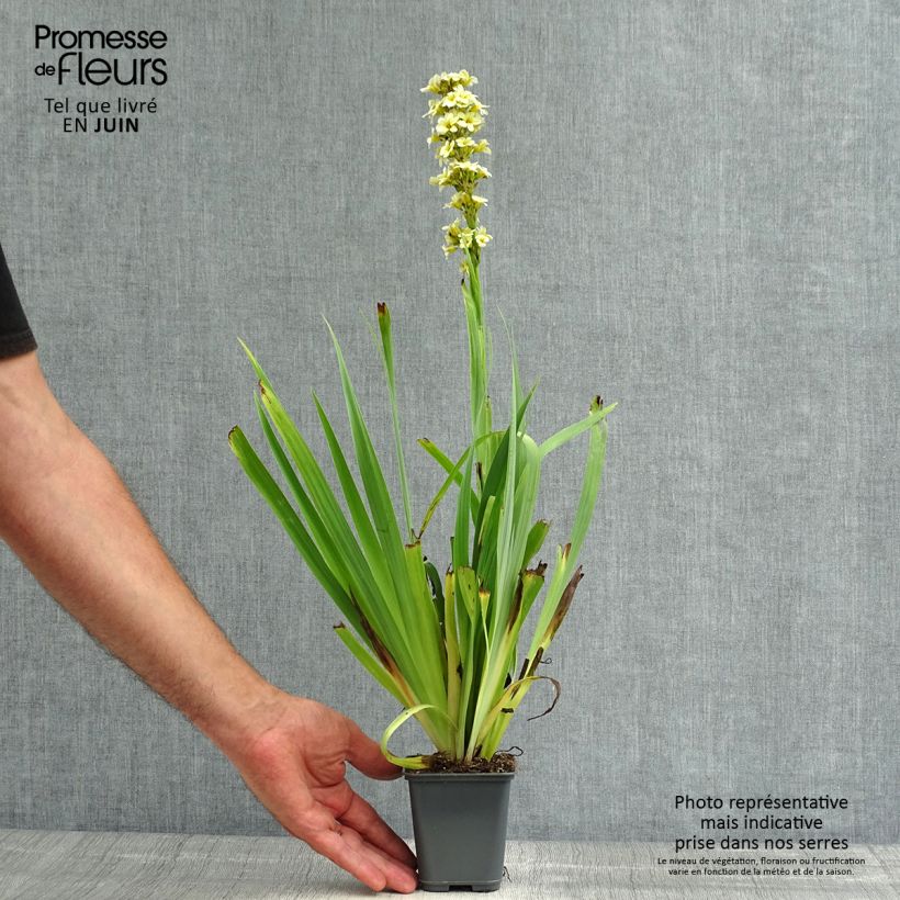 Amostra de Sisyrinchium striatum Aunt May Vaso de 8/9 cm tal como entregue no verão
