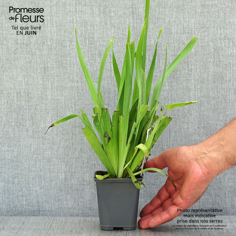 Amostra de Sisyrinchium striatum Aunt May Vaso de 8/9 cm tal como entregue na primavera