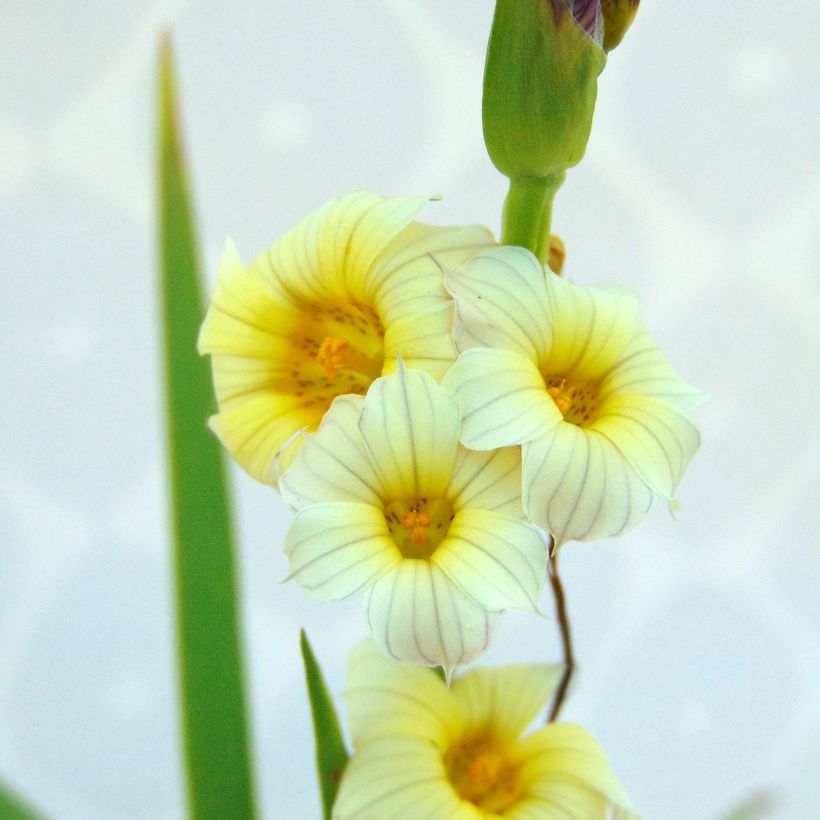 Sisyrinchium striatum (Folhagem)