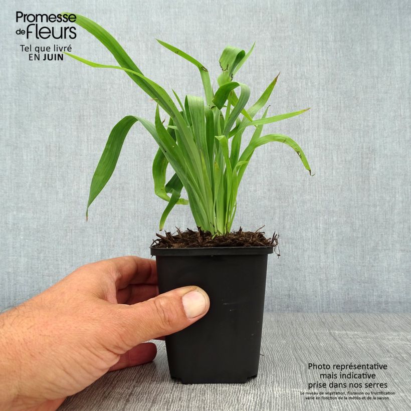 Amostra de Sisyrinchium striatum Vaso de 8/9 cm tal como entregue no verão