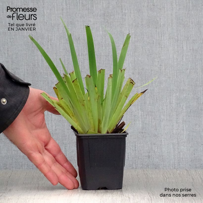 Amostra de Sisyrinchium striatum Vaso de 8/9 cm tal como entregue no inverno