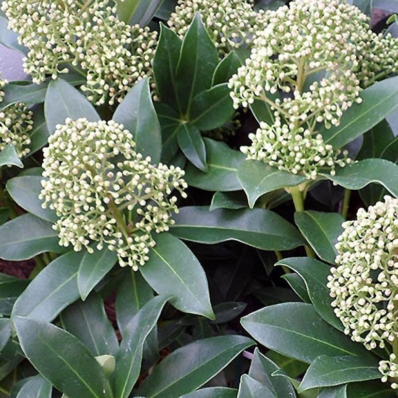 Skimmia japonica Fragrant Cloud (Floração)