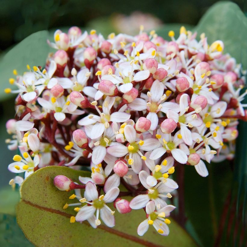 Skímia japonica Godrie's Dwarf (Floração)