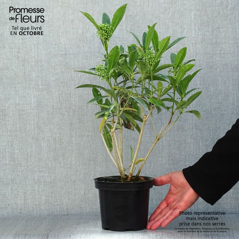 Amostra de Skímia japonica Kew Green Vaso de 2 L/3 L tal como entregue no outono