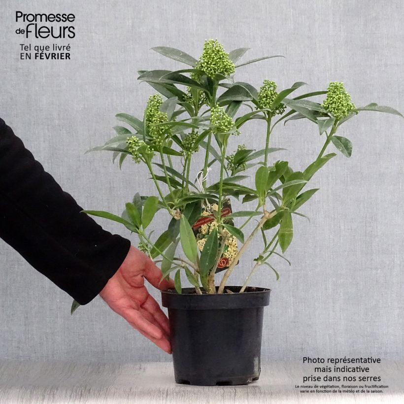 Amostra de Skímia japonica Kew Green Vaso de 2 L/3 L tal como entregue no inverno