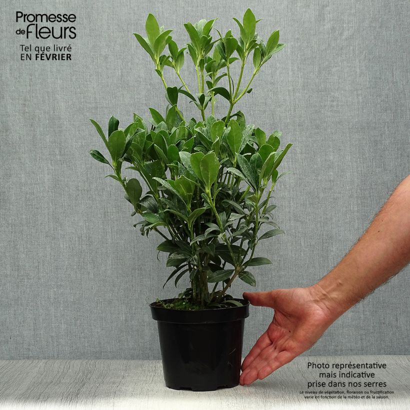 Amostra de Skímia japonica Kew White Vaso de 2 L/3 L tal como entregue no outono