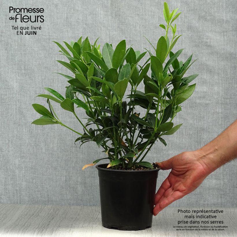 Amostra de Skímia japonica Kew White Vaso de 2 L/3 L tal como entregue no verão