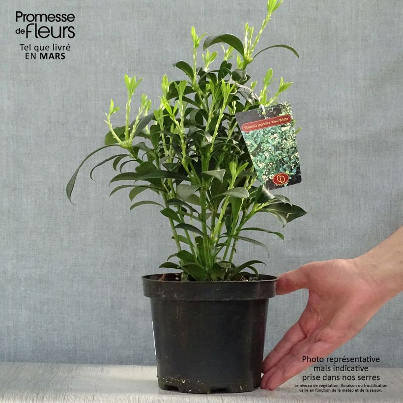 Amostra de Skímia japonica Kew White Vaso de 2 L/3 L tal como entregue na primavera