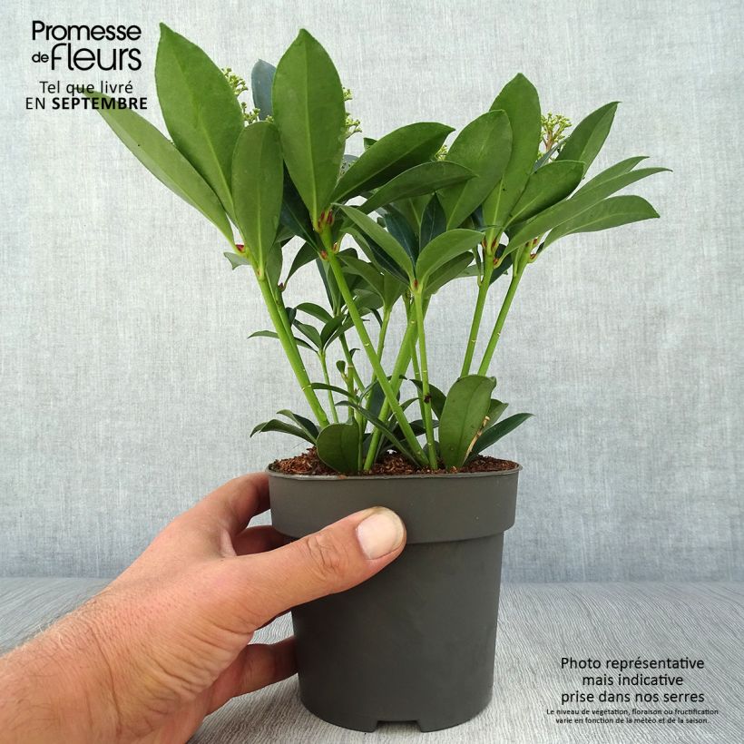 Amostra de Skímia japonica Pink Dwarf Vaso de 1 L/1,5 L tal como entregue no outono