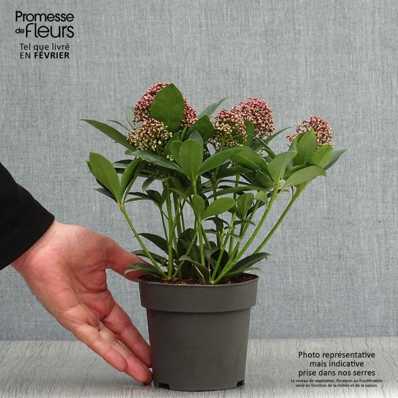 Amostra de Skimmia japonica Pink Dwarf Vaso de 1 L/1,5 L tal como entregue no inverno