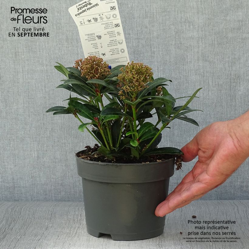 Amostra de Skimmia japonica Rubesta Vaso de 2 L/3 L tal como entregue no outono
