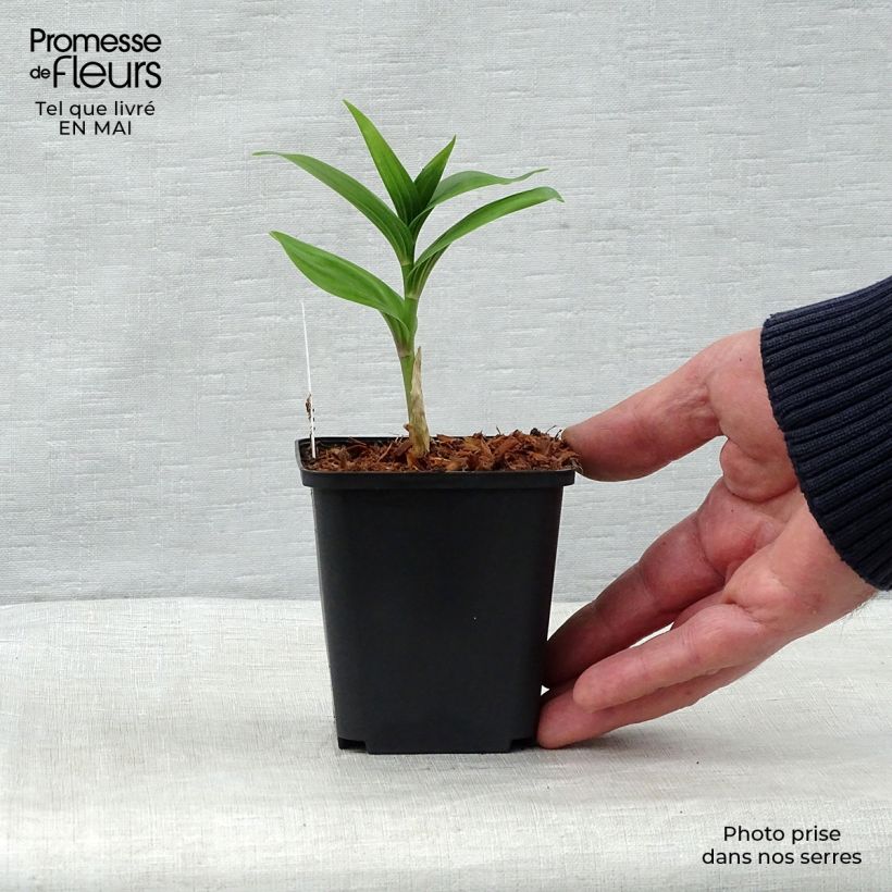 Amostra de Smilacina racemosa Vaso de 8/9 cm tal como entregue na primavera