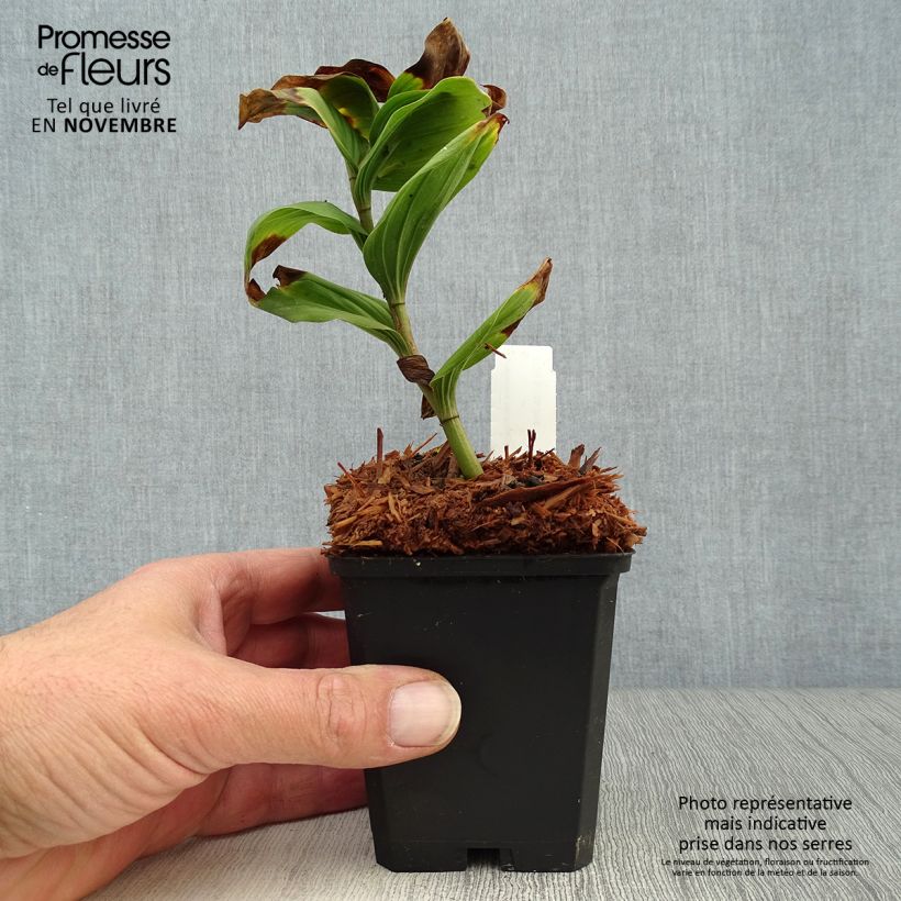 Amostra de Smilacina racemosa Vaso de 8/9 cm tal como entregue no outono