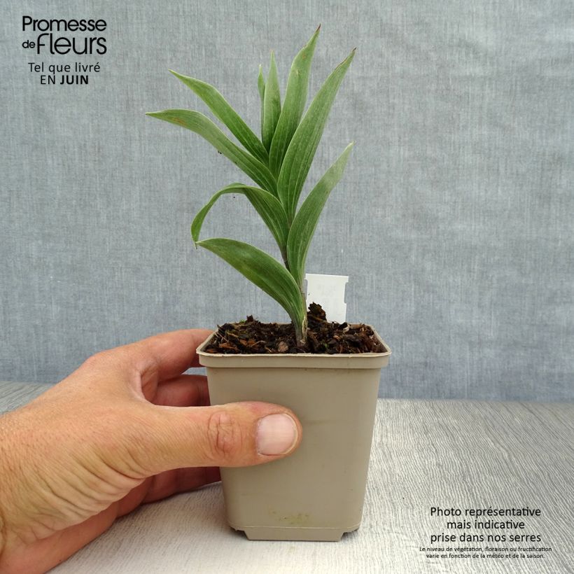 Amostra de Smilacina racemosa Vaso de 8/9 cm tal como entregue no verão